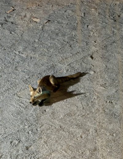 A special visitor